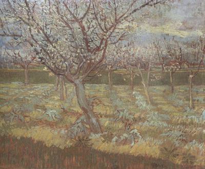 Vincent Van Gogh Apricot Trees in Blossom (nn04) china oil painting image
